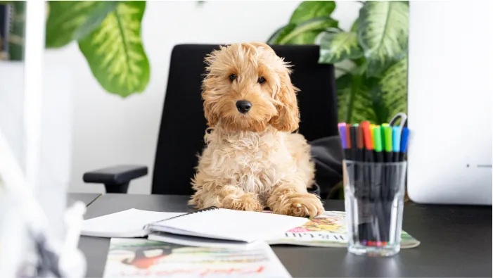 Photo of Lillet – official honorary dog of Machbar agency