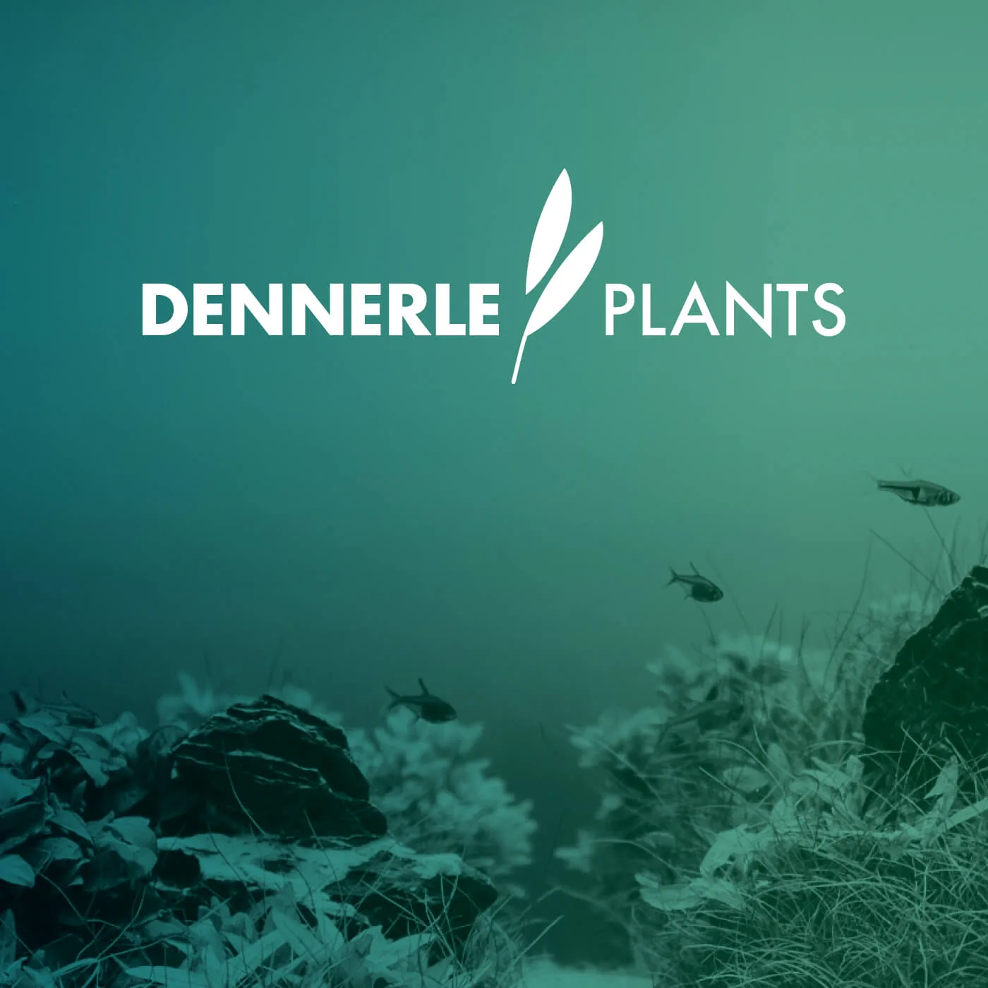 Corporate design for Dennerle Plants. Logo design: Machbar.